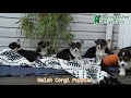 Welsh Corgi Pembroke dogs for sale: Sheila - Video 1