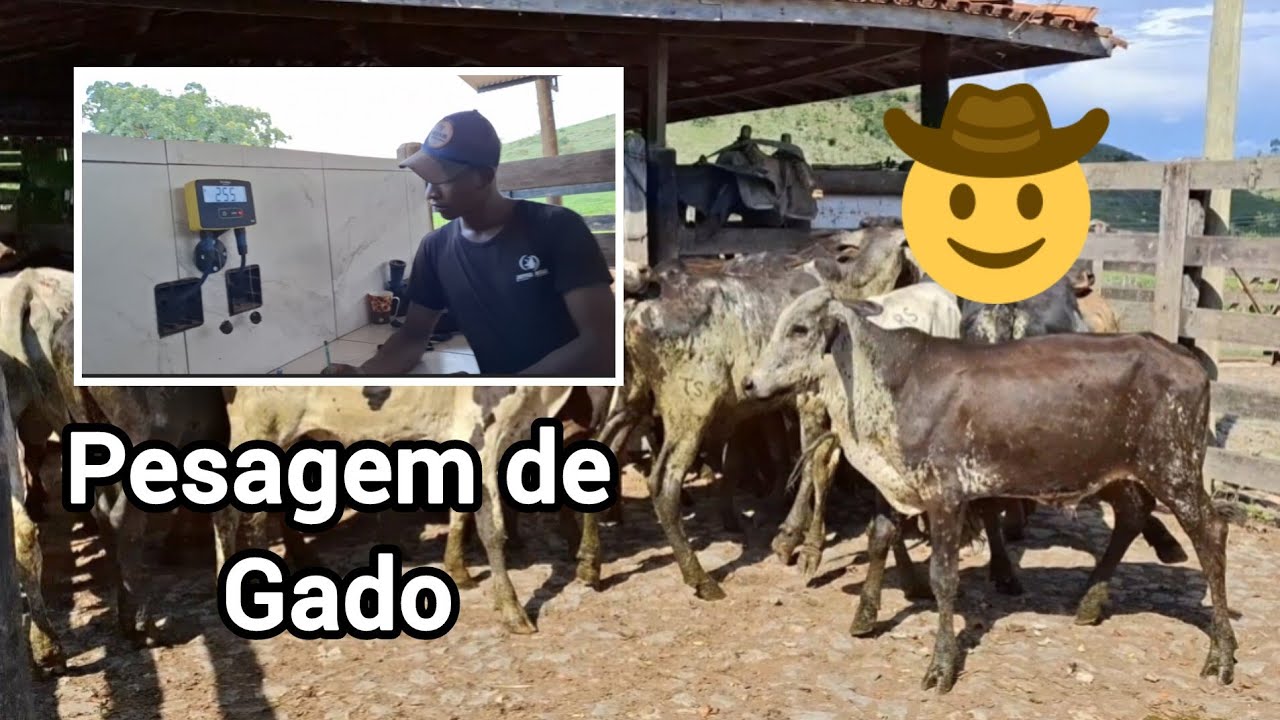 Pesando Bezerros!!!🤠🤠🤠