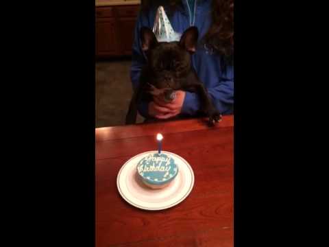 French bulldog birthday wish