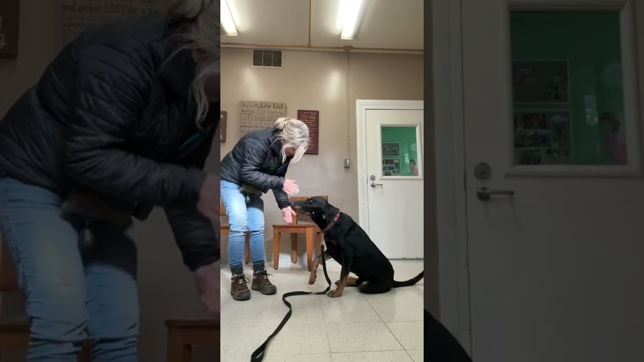 Felix, a Adoptable Doberman Pinscher in Fresno, CA video 2/6