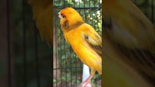Download lagu Kenari gacor emosi #kenari #kenarigacor #canary #canarias #canario #birds #shorts #shorts mp3 Download lagu Kenari gacor emosi #kenari #kenarigacor #canary #canarias #canario #birds #shorts #shorts mp3