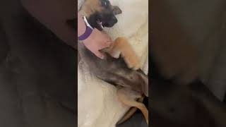 Video preview image #1 Mutt Puppy For Sale in San Diego, CA, USA
