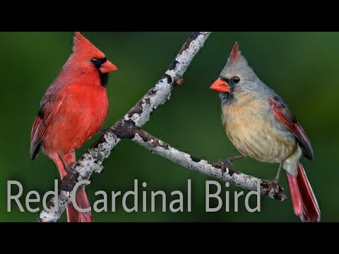 Red Cardinal Naturel Wild Red Bird Sound and Scene High quality FHD 1080p Video.