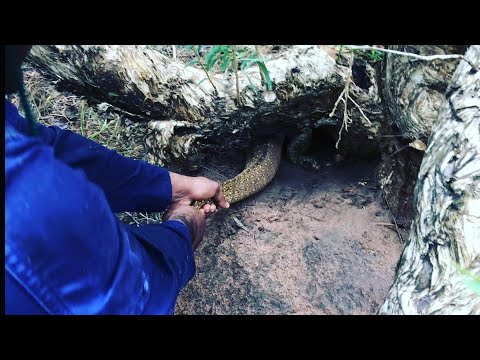 MABU BURU LIFESTYLE EPISODE 5 - Goanna hunting, retrieving goanna from burrows and ant hills.