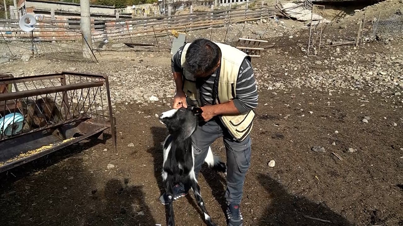 Вълци нападат стадата на животновъди в района на Ненково, избиват сърни и елени