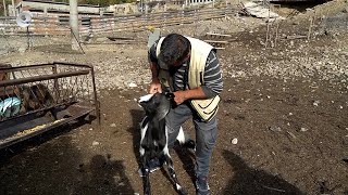 Вълци нападат стадата на животновъди в района на Ненково, избиват сърни и елени