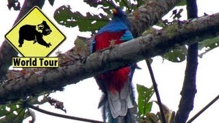 preview picture of video 'Guatemala │Voyage Tour Du Monde ►  A la recherche du Quetzal'