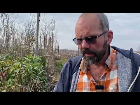 Csodakertész - Bangita