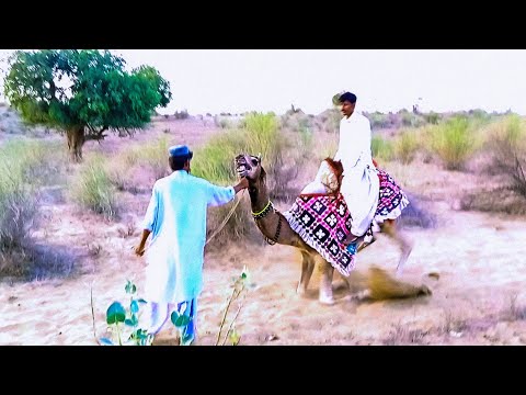 Camel Full Jump || قفزة الجمل || Trying To Ride a Crazy Camel || Camel Jumping  || Camel by Thar