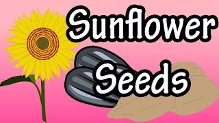 Health Benefits of Sunflower Seeds? - How And Where Are Sunflower Seeds Grown?