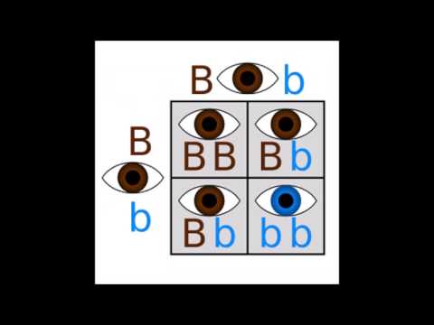 The Mathematics of Population Genetics