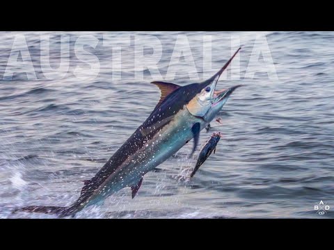 Fishing the Great Barrier Reef for Black Marlin - Part 2