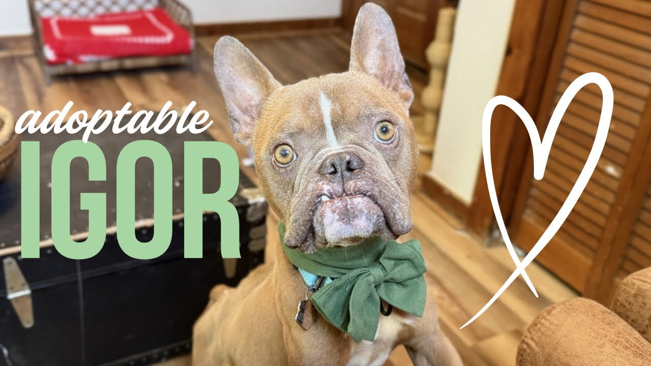 Igor Smooches, a Adoptable mixed breed in Eagan, MN video 6/6