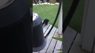 Schnauzer nain noir et argent (Floki)