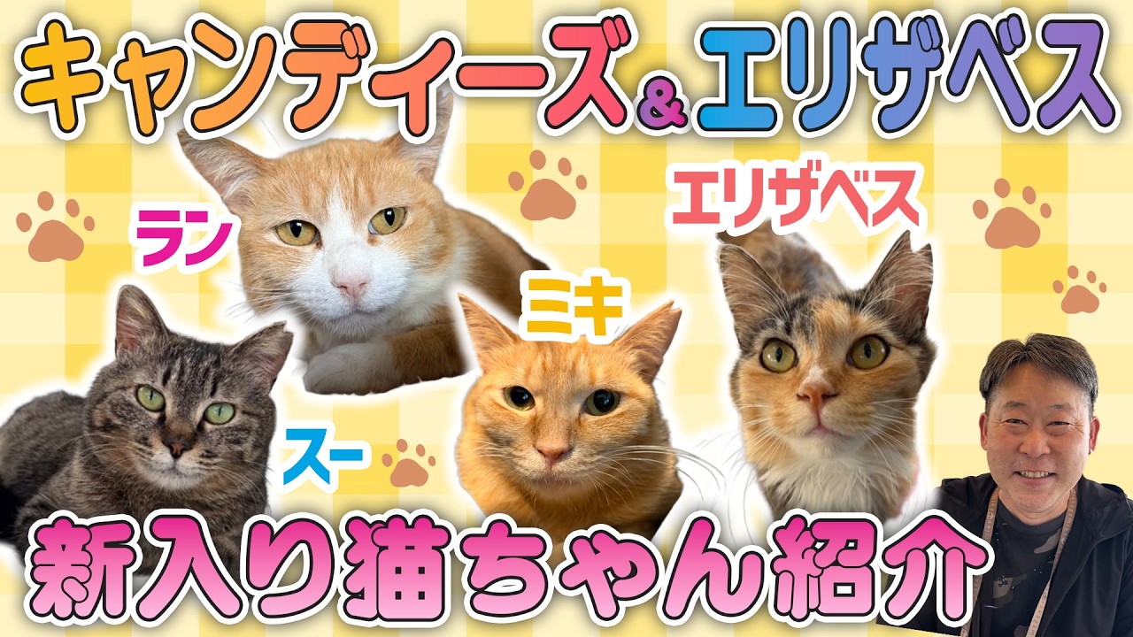 【新入りにゃんこ紹介！！！】川西おじさんもメロメロ！？激かわアイドルにゃんこたち