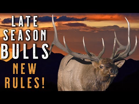 LATE SEASON ELK HUNTING TIPS | How Bull Behavior Changes After the Rut