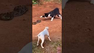 Download lagu Anjing menggonggong melihat seekor Kucing mengganggu Ular #animals #anjing #kucing #ular mp3