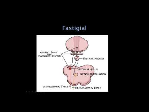 10. Quick Reviews: The Cerebellum