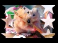 hampton the hampster - the official hamster dance ...