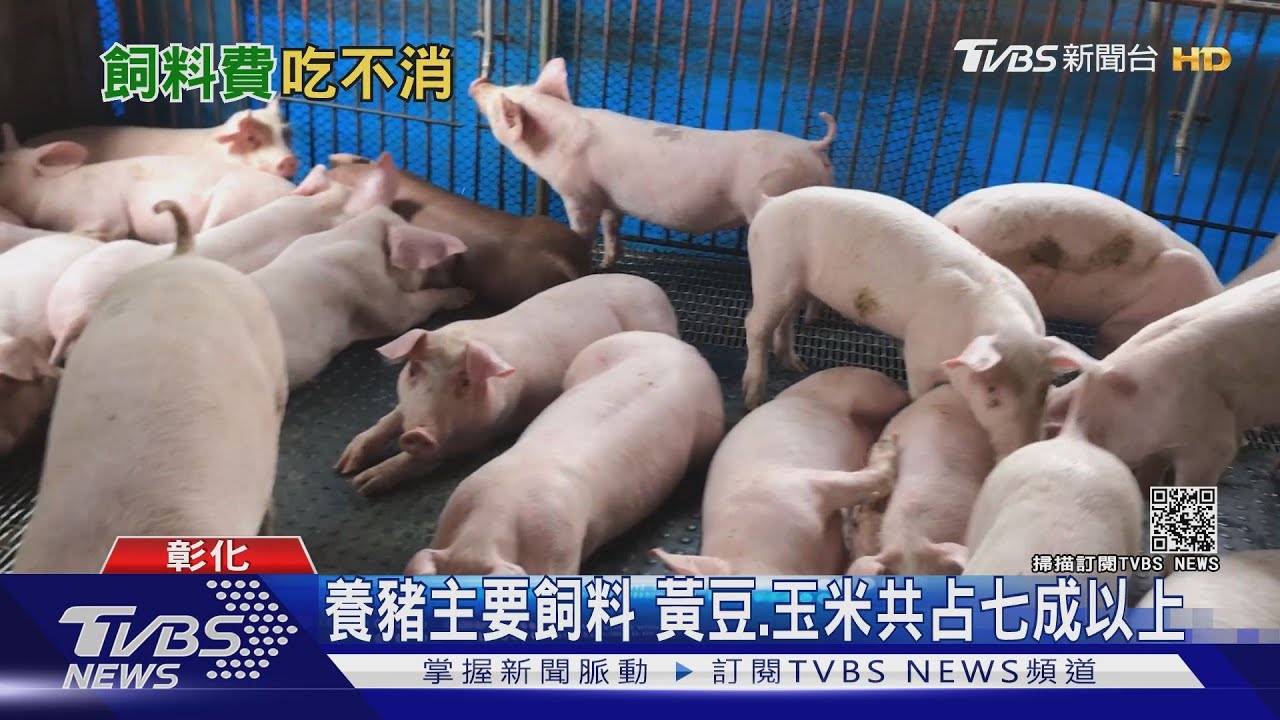 賣一隻賠一隻!飼料大漲四成 豬農還要撐多久?