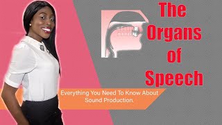 The Organs Of Speech And Their Functions Lesson 1: Everything You Need To Know | Speech Production