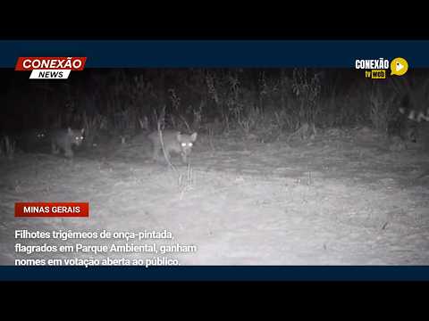 Vídeo: Filhotes trigêmeos de onça-pintada, flagrados em Parque Ambiental, ganham nomes em votação aberta ao público.