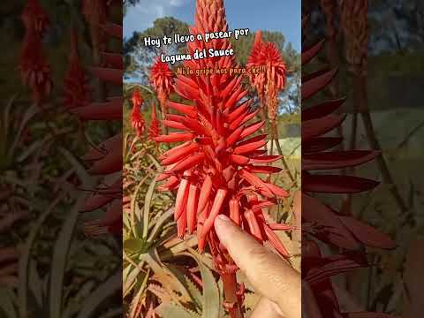 Laguna del Sauce Maldonado Uruguay