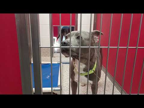 Cuteness-outside 1y A833931 Enos@gate 1y A873195 kennel 65 pod 3 PACC shelter duo played20250709 541