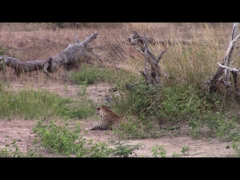 Leopard, Failed Hunt