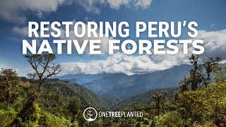 Indigenous-Led Reforestation in the Amazon | One Tree Planted
