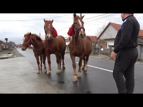 Caii lui Mitrut de la Cordau, Bihor - 2020 Nou!!!