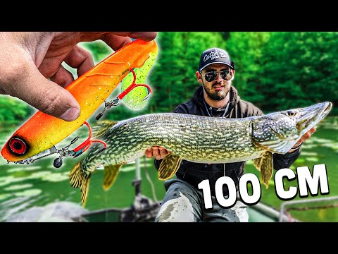 Lov velkých štik na vlastní nástrahy (1m +) 🐊 ft. @majk.fishing