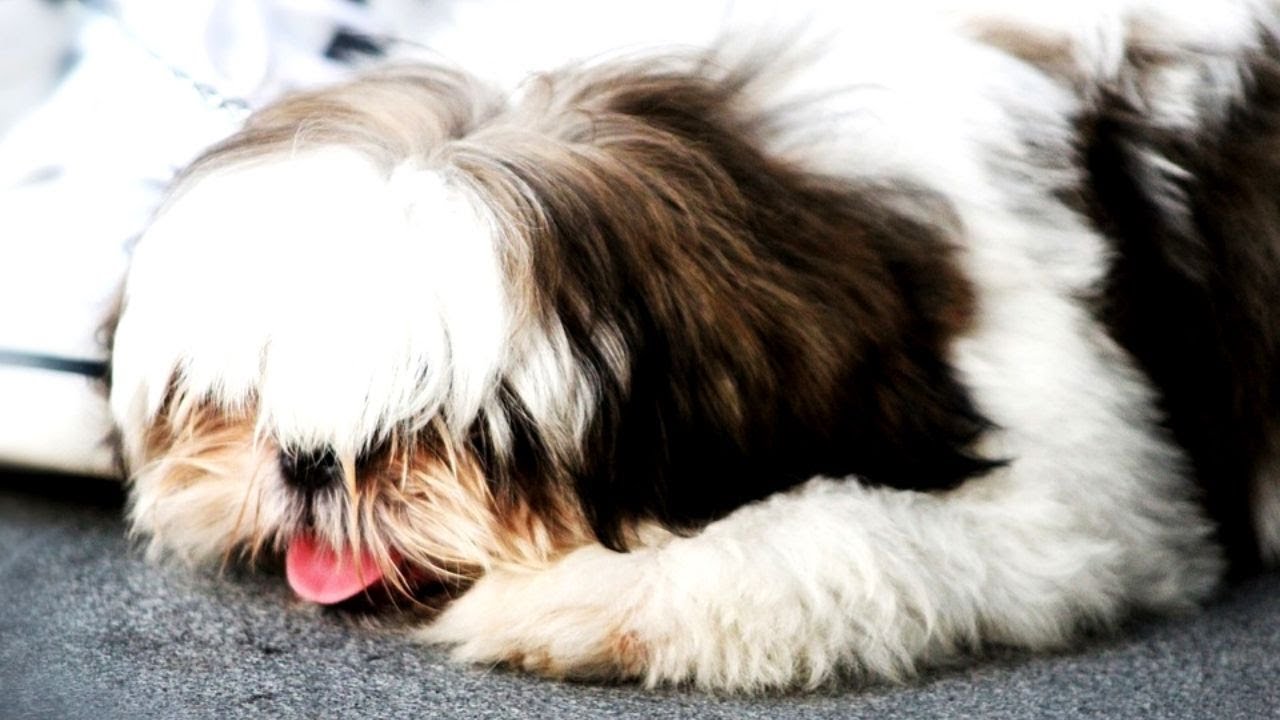 Música Para Acalmar Cachorro Shih Tzu