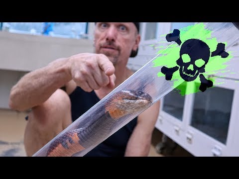 Gendering our venomous red spitting cobras!