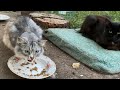 Angry Gray Cat The Fluffy Cat Hisses At Me The Nursing Dog Ate The Cat S Food