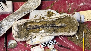 Adam Savage Gets Tool Envy at AMNH's Fossil Lab!