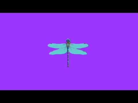 Lasairfhíona Ní Chonaola | Dragonfly
