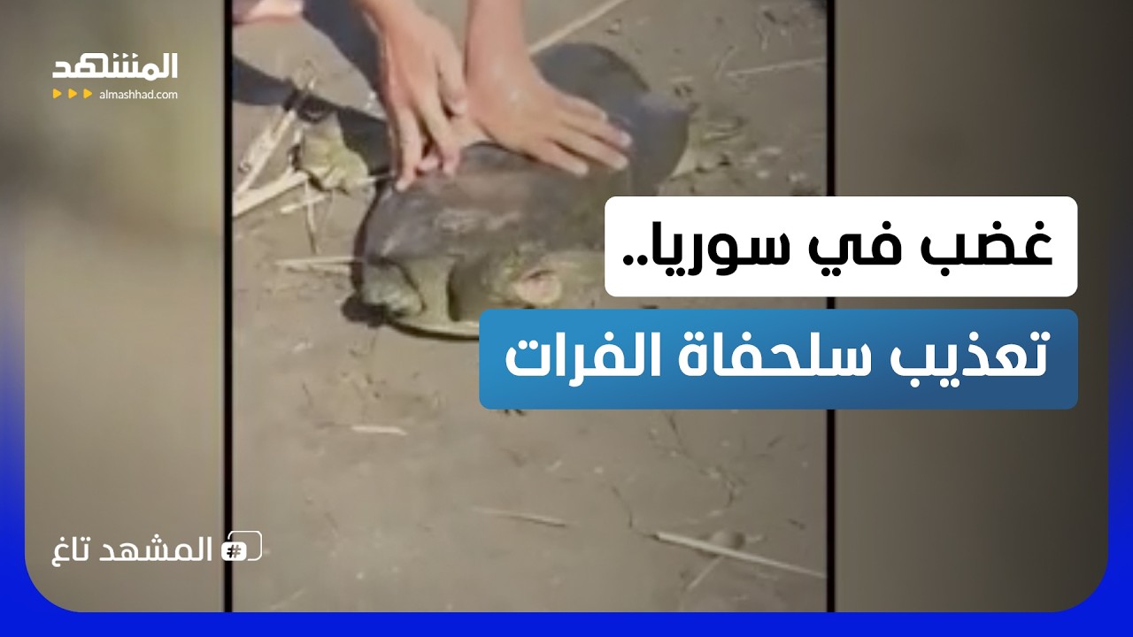 ضربوها ودهسوا قوقعتها.. مشاهد موجعة لسلحفاة الفرات وتبرير صادم! - المشهد تاغ