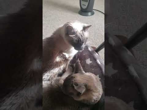 FELINE ASTHMA IN SIAMESE CAT 🐈