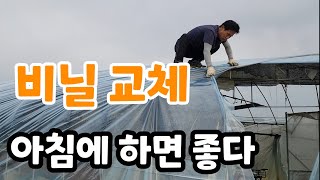 봄에는 비닐하우스 교체 무조건 아침에 해야 하는 이유