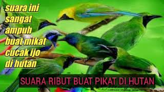 Download lagu suara burung ribut buat pikat di hutan paling ampuh dan terbukti 💯% mp3 Download lagu suara burung ribut buat pikat di hutan paling ampuh dan terbukti 💯% mp3