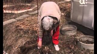 Как выращивать пионы. Голова садовая