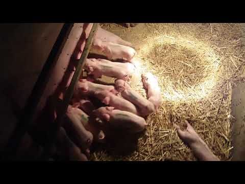 Umaticena Jorksir Krmaca