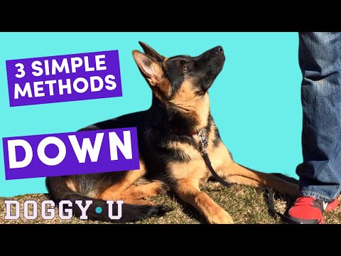 Teach Your Dog to DOWN: 3 BEST Methods and Troubleshooting Tips!