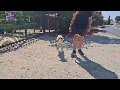 Vídeo de HORTELÃ