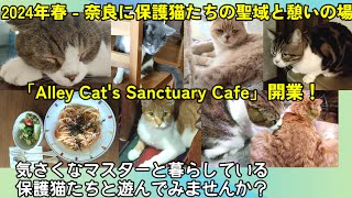 【宣伝】2024年 奈良で保護猫カフェ、はじめました