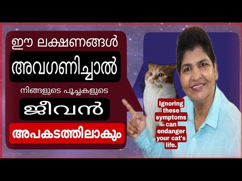 Know The Warning Signs, That Leads Death In Cats | Cats Health Care | Nandaspetsus | Vanaja Subash