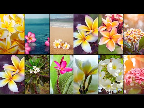 VARIEDADES DE PLUMERIA - Plantas Semanais
