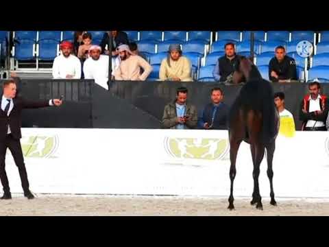 The stallion Hatem Al-Athba 🌹❤