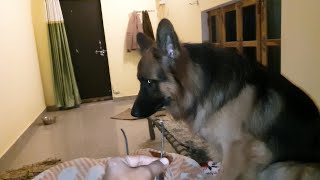 Guilty german shepherd caught cutting charger wire 😜